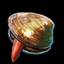 Clam