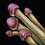 Violet Mushroom